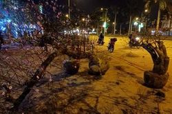 Đào, quất ế trước giao thừa, người bán khóc ròng
