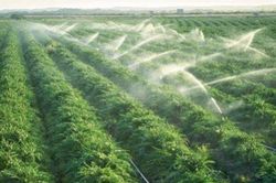 Giới khoa học tìm kiếm cây hoang dại có họ hàng với cây lương thực