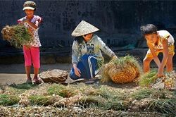 Quê hương và ký ức di truyền