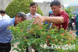Triệu phú hoa kiểng Tết vùng Phú Hội