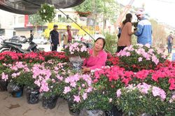 Nhiều loại hoa, cây cảnh hạ giá ngày 30 Tết