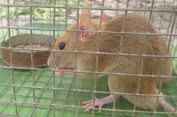 Nông dân ở Cà Mau bẫy được cặp chuột lạ