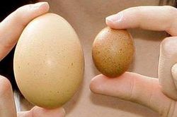 Giải tỏa nỗi lo tinh hoàn lệch