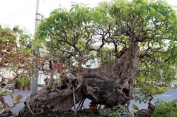 Cây lộc vừng hơn 100 tuổi