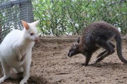 Năm Canh Tý ngắm đàn chuột túi Wallaby nhập khẩu của lão nông Hà Nội
