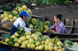 Xuất khẩu trái cây ĐBSCL và những chuyển biến lớn về chất