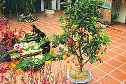 Tết mẹ, Tết cha…