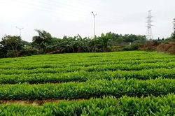 Lâm nghiệp tự tin từ thành công 2019