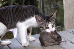 Bật mí những câu tục ngữ độc nhất vô nhị về loài chuột