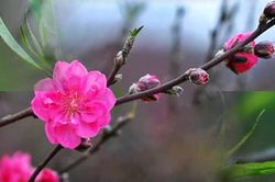 Mùa xuân mới bắt đầu