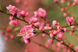 Văn khấn gia tiên ngày mùng 3 Tết Canh Tý