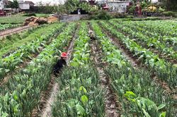 Nông dân Thái Bình ra đồng sản xuất đầu năm