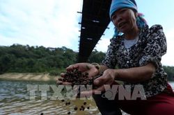 Theo chân người dân Mường Phăng - Pá Khoang vào rừng nhặt 'đặc sản'