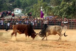 Hội đấu bò huyện Điện Biên Đông lần thứ VI, năm 2020