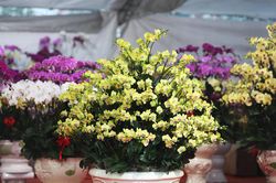 Ngày Tết với thú chơi tranh và hoa