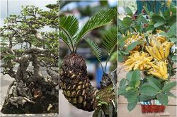 Chán cây cảnh 'khủng', đại gia Việt lại chi tiền chơi bonsai tí hon khoe đẳng cấp