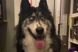 Chó husky bị ruồng rẫy bỗng nổi tiếng nhờ biểu cảm hài hước