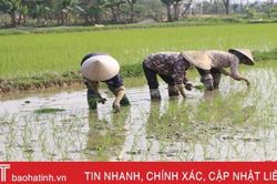 Nông dân Hà Tĩnh chọn ngày lành xuống đồng 'cầu' mùa vụ hanh thông