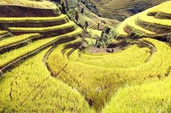 Ngắm mùa vàng trên ruộng bậc thang Mù Cang Chải