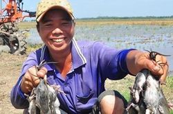 Nhẩn nha mấy chuyện con chuột