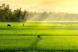 Cánh đồng lồng lộng