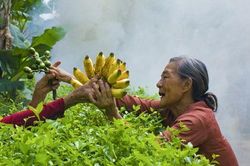 Nhớ thời... thịt heo chia lúa