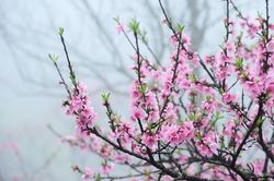 Đảng mãi mãi là mùa Xuân dân tộc
