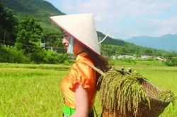 Ở nơi này, mùa lễ hội cốm Tú Lệ…