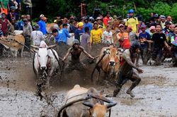 Cuộc đua bò truyền thống ở Indonesia