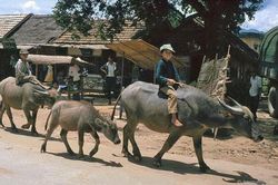 Kho ảnh khổng lồ về Việt Nam 1991-1993: Đời thường ở Điện Biên