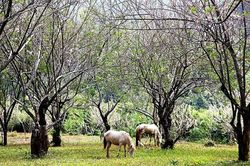 THÁC YANGBAY: Vùng đất huyền thoại