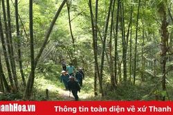 Giữ màu xanh cho rừng vùng biên Quan Sơn