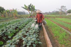 Đầu xuân nô nức xuống đồng