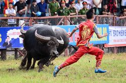 Ngừng lễ hội chọi trâu để phòng ngừa lây nhiễm corona