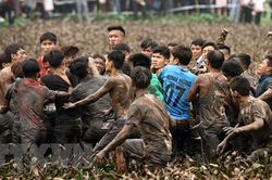 Đề nghị dừng đánh phết và lễ hội chọi trâu tại Phú Thọ, triển khai các giải pháp ngăn ngừa virus Corona