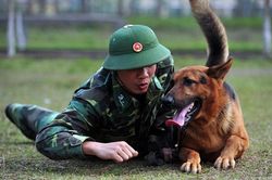 Chó nghiệp vụ được công an Việt Nam tuyển chọn, huấn luyện thế nào trước khi 'ra trận'?