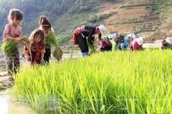 Trẻ em như búp trên cành