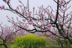 XUÂN