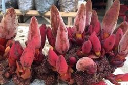 Uống rượu nấm 'Ngọc cẩu', 6 người trong một gia đình nhập viện
