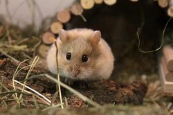 1001 thắc mắc: Chuột hamster xuất xứ từ đâu?