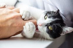 Mèo hoang đột nhập trung tâm nghiên cứu pháp y ăn xác người