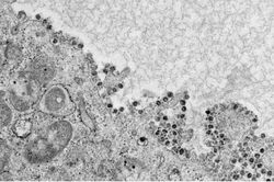 Tân Hoa Xã cảnh báo nguy cơ virus corona lây qua đường tiêu hóa