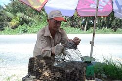 Săn chuột... trên cây