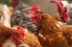 Hồ Bắc 'điên đầu' vì corona, Hồ Nam bùng phát cúm gia cầm H5N1