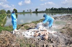 Dịch tả lợn châu Phi tái phát trên địa bàn huyện Diễn Châu