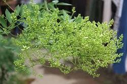 Nghiên cứu và chiết suất thành công Rutin từ hoa hòe