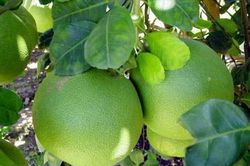 Bưởi - thuốc quý chữa nhiều bệnh