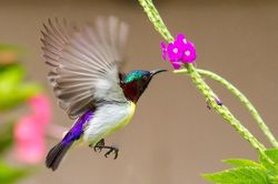 Tử vi ngày 5/2/2020: Tuổi Thìn nước lên thuyền lên, tuổi Ngọ chuyện lớn hóa nhỏ