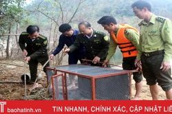 Vườn Quốc gia Vũ Quang thả 5 cá thể trăn gấm về môi trường tự nhiên