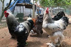 Gà khổng lồ 35 triệu đồng/cặp: Cơn sốt hàng hiếm, dân chơi săn lùng